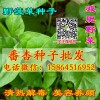 番杏种子 新西兰菠菜 洋菠菜 篙苣蔬菜种子 四季种植