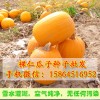 无壳瓜子 裸仁南瓜 特色瓜果苗 蔬菜种子