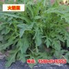 小叶芝麻菜 火箭菜种子 花叶芝麻菜 野菜种子