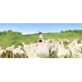 羊羊羊婴儿羊奶粉国产优质品牌