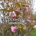 樱花现货出售-6公分樱花树 7公分樱花 8公分高杆樱花价格