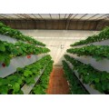草莓立体栽培槽种植槽高架育苗槽一亩成本大概需要多少