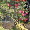 苹果树苗供应1公分-3公分烟富0苹果苗、红富士苹果苗价格