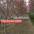 山东樱花基地 10公分高杆樱花 11公分樱花 12公分樱花