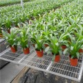 河北华耀温室种植移动苗床的作用