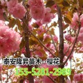 樱花树批发_6公分樱花价格 7公分8公分10公分樱花树基地