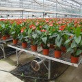 湖北生产制作温室移动苗床 蔬菜育苗床系统
