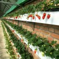 新款草莓专用立体种植槽厂家批发零售
