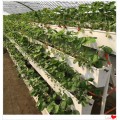 北京常年供应草莓专用立体种植槽