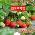 草莓苗出售=红颜草莓苗1年生 章姬草莓苗 甜查理草莓苗