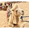 宁夏曙光沙漠骆驼
