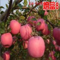 苹果树苗价格=2公分3公分苹果苗、4公分红肉苹果树苗批发