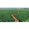 绿色生态农业发展