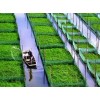中国农业网养殖业