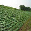 植生袋植草袋护坡材料 滨丰护坡材料厂家直供