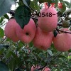 山东5公分苹果树苗基地-6公分苹果树苗报价