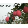 供应2公分3公分4公分苹果苗价格多少