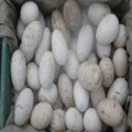 重庆鹅种蛋孵化厂