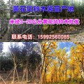 黄花风铃木基地直销 黄花风铃木专车配送 优质供应商