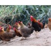 江门市新鲜鸡肉挥发性盐基氮检测，食品安全检测机构