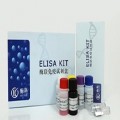 提供ELISA试剂盒生产厂家