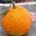 日本明日见柑橘种植基地