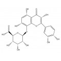 棉皮素-8-O-β-D-葡萄糖醛酸苷55366-56-8