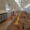母鸡下蛋窝12穴产蛋箱热镀锌产蛋箱厂家生产