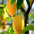 安岳黄柠檬供应