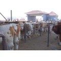 吉林黄牛肉牛大市场 西门塔尔牛基地