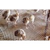 养殖鸡鸭网格垫生产厂商_登隆丝网