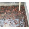 正宗淡水小龙虾种苗养殖