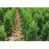浏阳柏湖苗木专业提供大型花木生产基地、湖南色块苗基地生产，欢