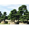 实惠的湖南造型精品树推荐，在您的不二选择