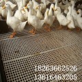 优质塑料漏粪地板 种鸡场用塑料地板 塑料粪板厂家