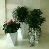 北京办公室花卉养护