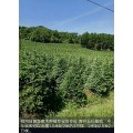 柳河县慧良苗木种植专业合作社 大量供应樟子松树苗