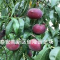 新品种桃树苗基地，黑桃皇后桃树苗价格，黑桃树苗多少钱一棵