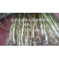 芦苇种子-芦苇苗种植公司-辽宁芦苇种子