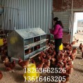 人工集蛋箱 土鸡专用产蛋箱图片 人工捡蛋箱生产厂家