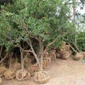 石榴树出售、8公分9公分10公分石榴树大量出售