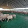 新疆塑料羊粪板无缝拼接塑料羊床羊舍专用羊粪板安装