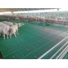 新疆塑料羊粪板 羊床下粪板规格 塑料羊垫板厂家