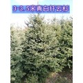 吉林云杉价格 供应3-3.5米青白扦云杉树苗