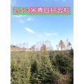 吉林云杉价格 供应2.5-3米青白扦云杉树苗