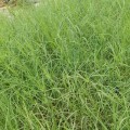 广东广州百慕大种子多年生护坡固土狗牙根草籽