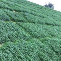 广东广州黑麦草种子多年生草坪草种