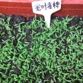 广东广州宽叶雀稗种子多年生护坡草坪草种百喜草