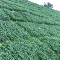 贵州贵阳黑麦草种子多年生护坡草籽高产抗寒牧草种子