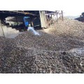 广东天然鹅卵石人行道铺路、过滤、净水处理石厂家批发